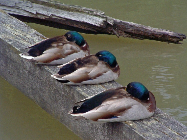 Wallpapers Animals Birds - Ducks Il fait bon se reposer...