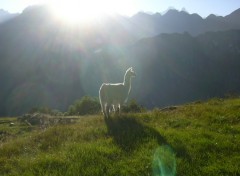 Fonds d'cran Animaux Lama au lever du soleil sur paysage andin