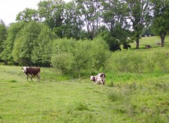 Fonds d'cran Animaux Campagne Normande