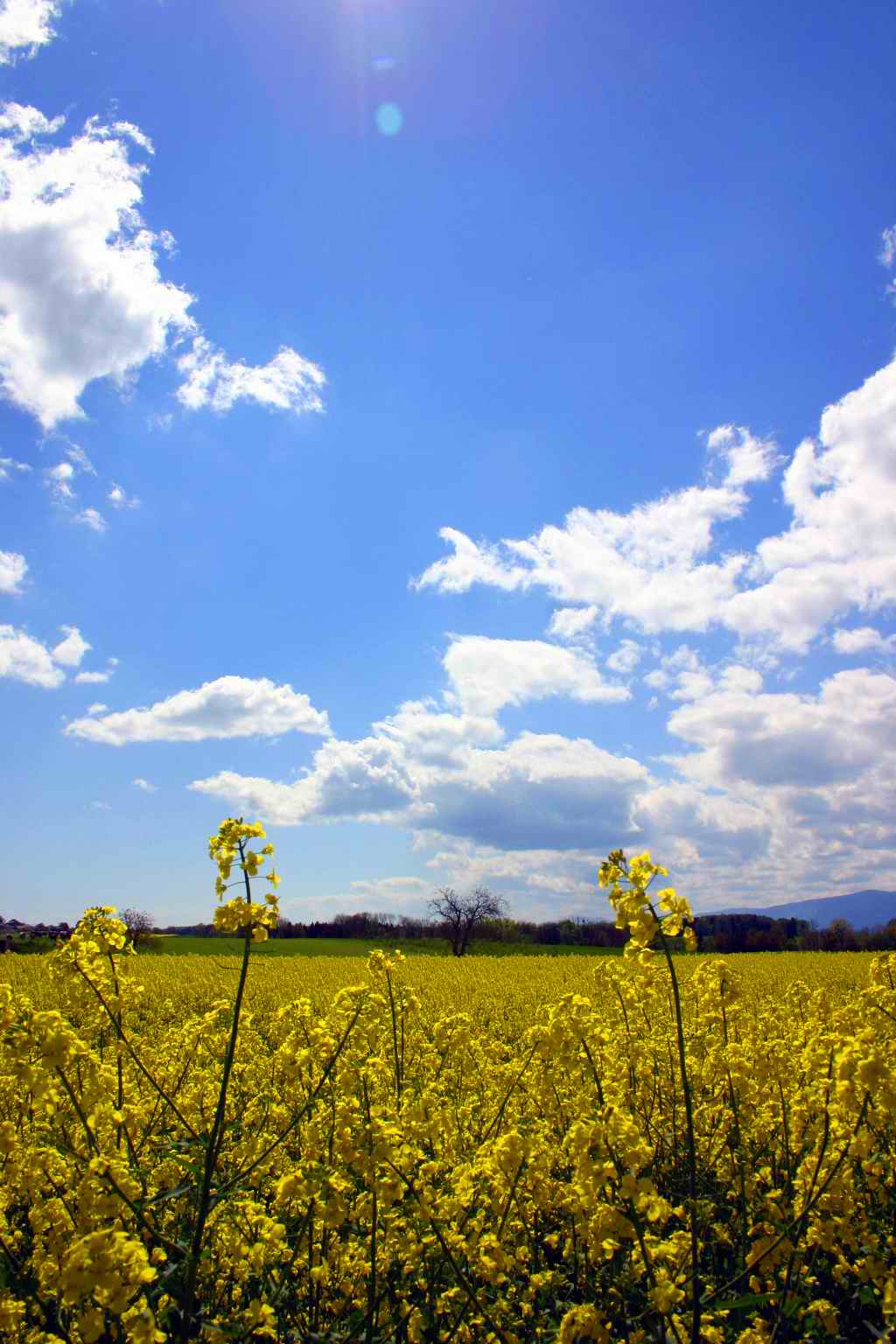 Fonds d'cran Nature Fleurs Colza