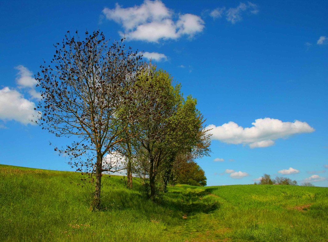 Wallpapers Nature Trees - Forests Bosquet