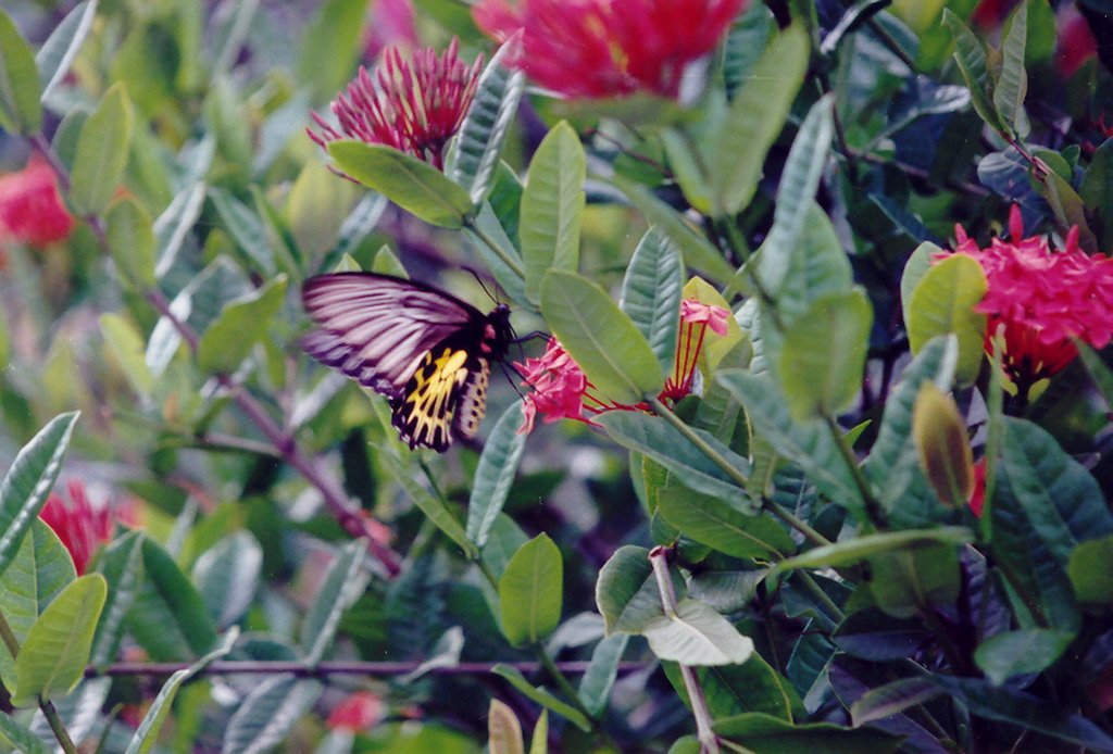 Fonds d'cran Animaux Insectes - Papillons beaute de la nature