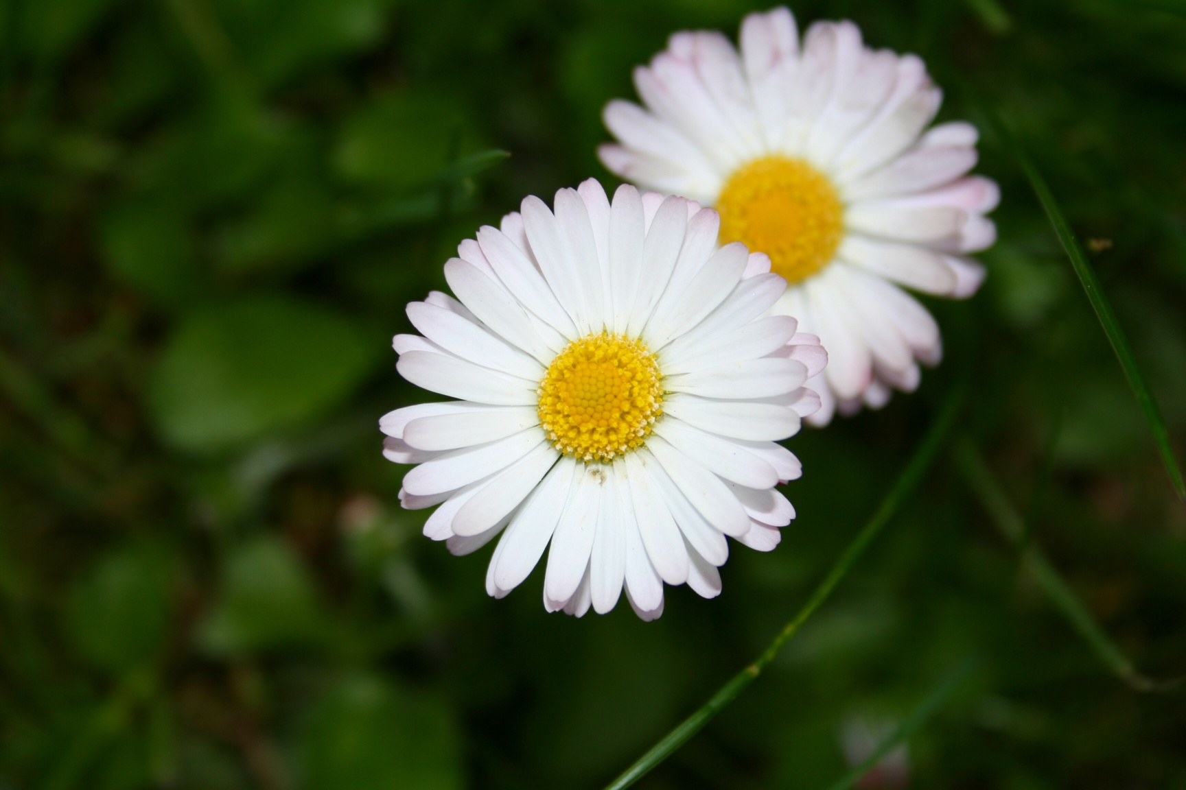 Fonds d'cran Nature Fleurs La marguerite, une fleur simple et pourtant..