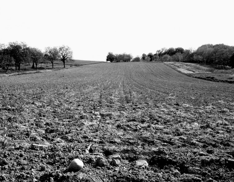 Fonds d'cran Nature Champs - Prairies Champ Noir/Blanc