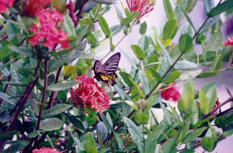 Fonds d'cran Animaux Insectes - Papillons papillon