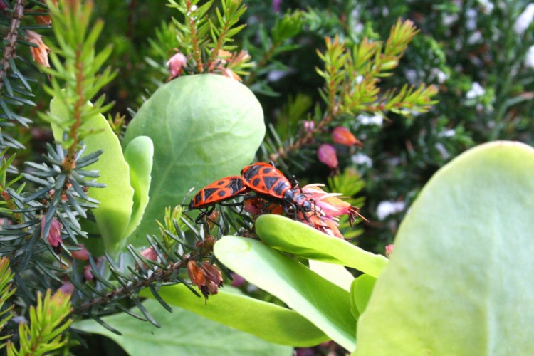 Fonds d'cran Animaux Insectes - Gendarmes Petite rencontre entre 3 Gendarmes