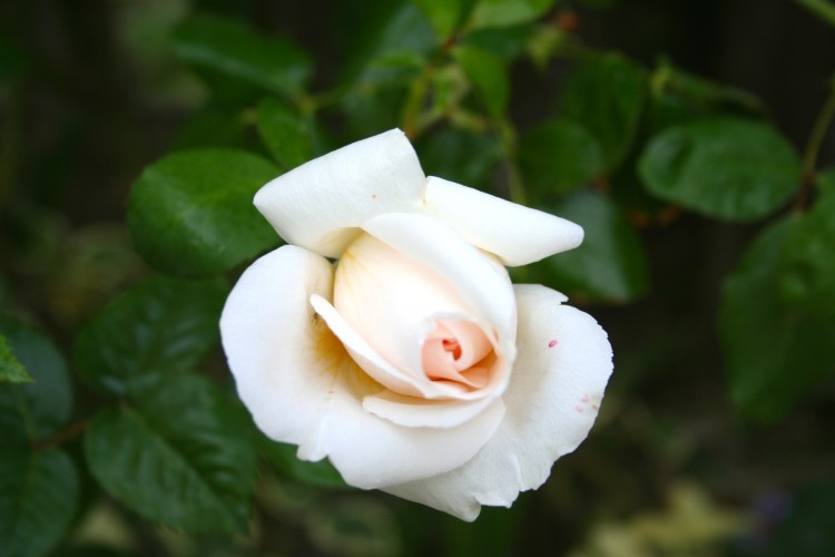 Wallpapers Nature Flowers Une Rose Blanche