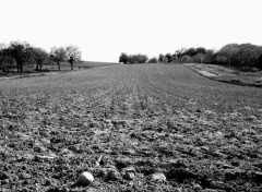 Fonds d'cran Nature Champ Noir/Blanc