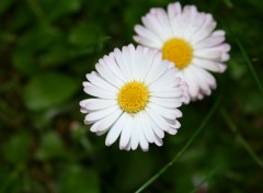 Wallpapers Nature La marguerite, une fleur simple et pourtant..