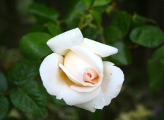 Wallpapers Nature Une Rose Blanche