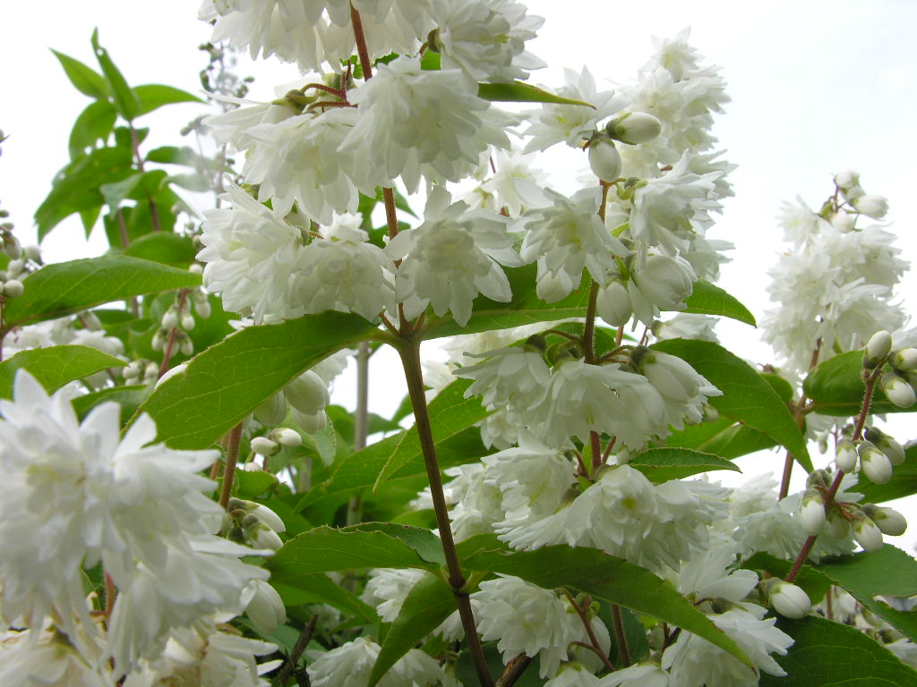 Fonds d'cran Nature Fleurs 