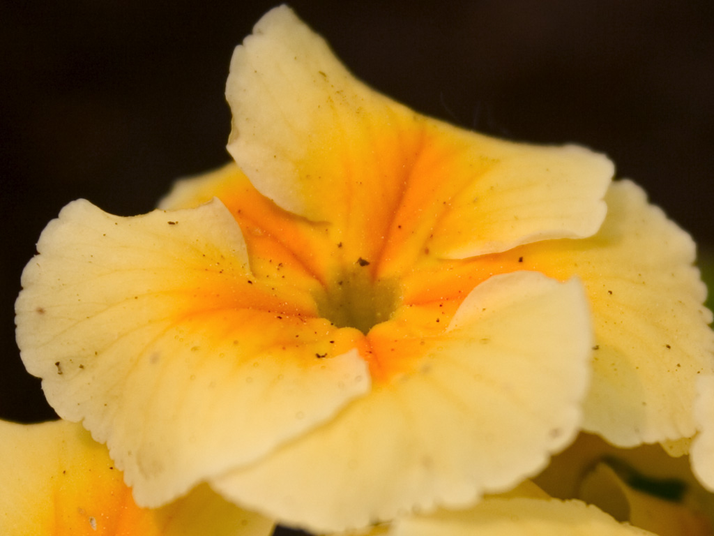 Fonds d'cran Nature Fleurs Petite fleur !