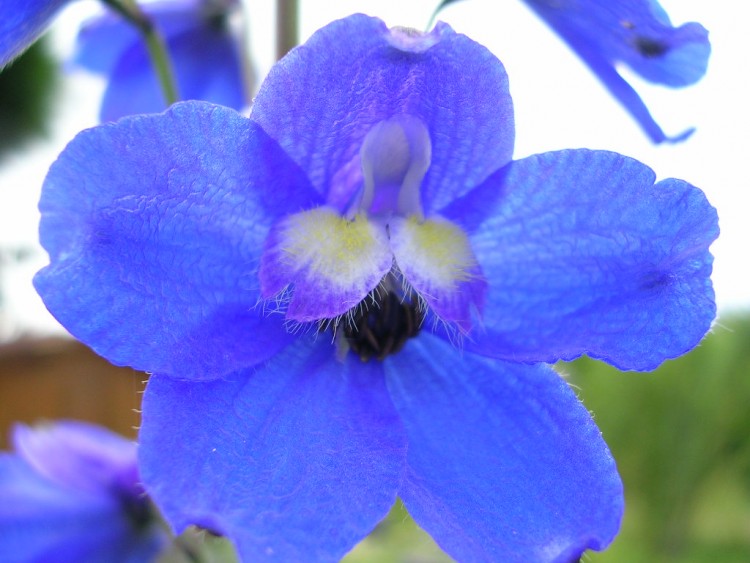 Fonds d'cran Nature Fleurs delphinium