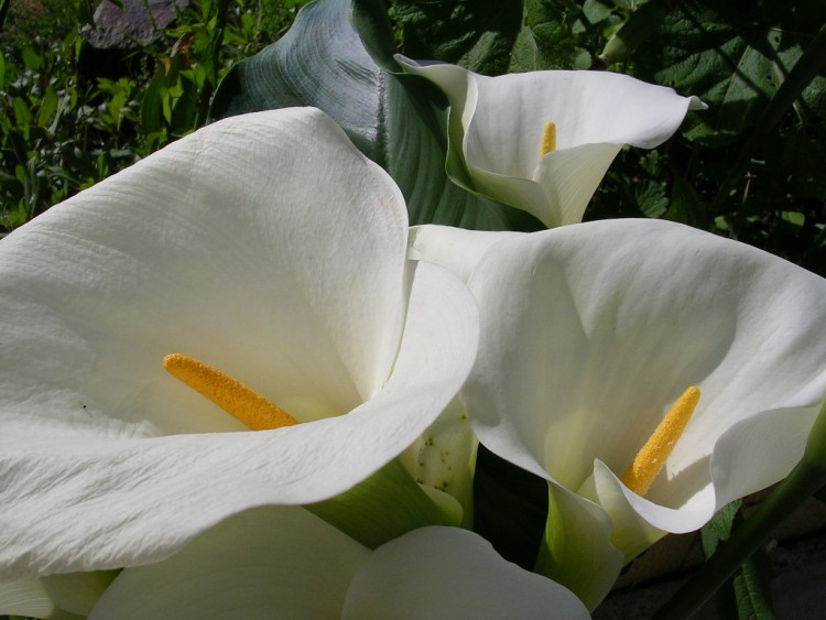 Fonds d'cran Nature Fleurs arum