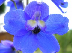 Fonds d'cran Nature delphinium