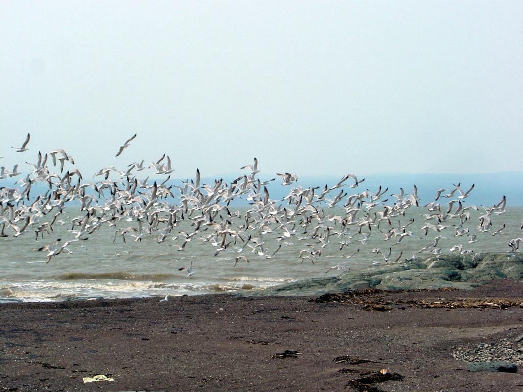 Fonds d'cran Animaux Oiseaux - Mouettes et Golands LE RETARDATAIRE