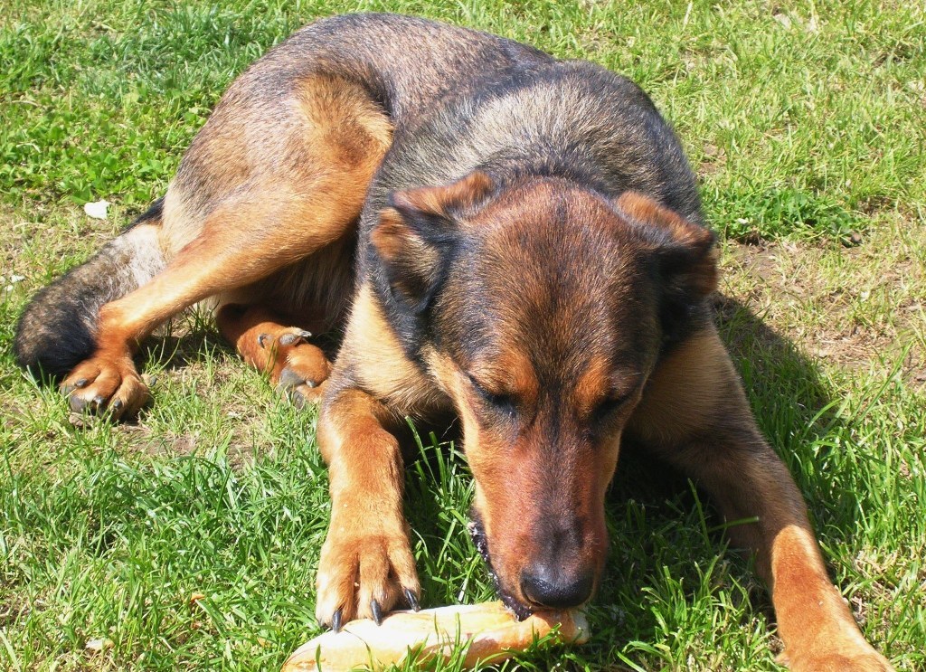 Fonds d'cran Animaux Chiens ONIE aime le pain aussi!