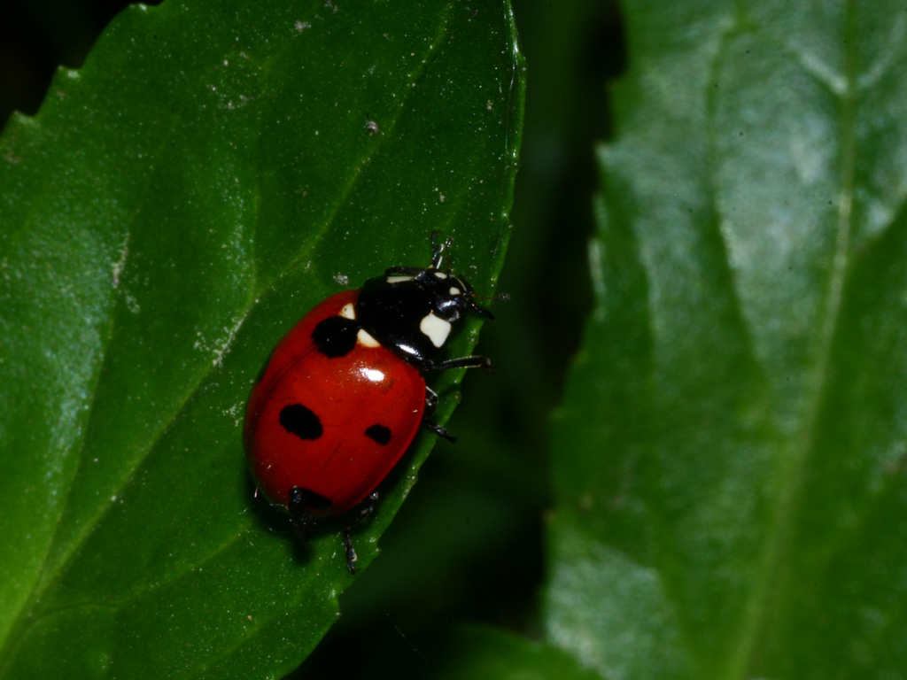 Wallpapers Animals Insects - Ladybugs petite coccinelle