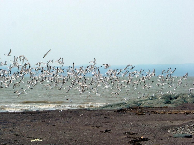 Fonds d'cran Animaux Oiseaux - Mouettes et Golands LE RETARDATAIRE