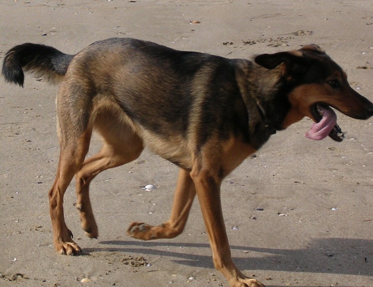 Fonds d'cran Animaux Chiens ONIE  la plage