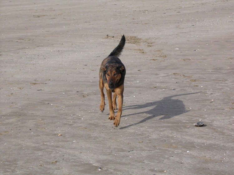 Fonds d'cran Animaux Chiens ONIE au Val Andr