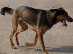 Fonds d'cran Animaux ONIE  la plage