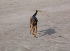 Fonds d'cran Animaux ONIE au Val Andr