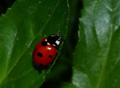 Wallpapers Animals petite coccinelle