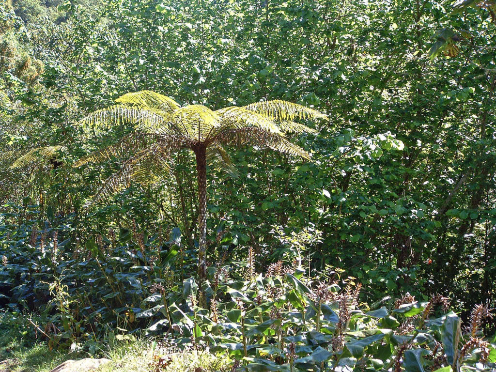 Fonds d'cran Nature Arbres - Forêts Ile de la Reunion