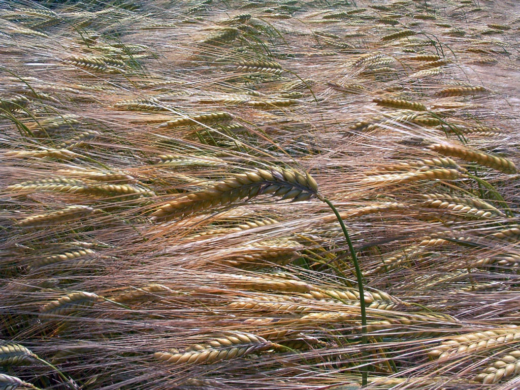 Fonds d'cran Nature Feuilles - Feuillages Pli par le vent...