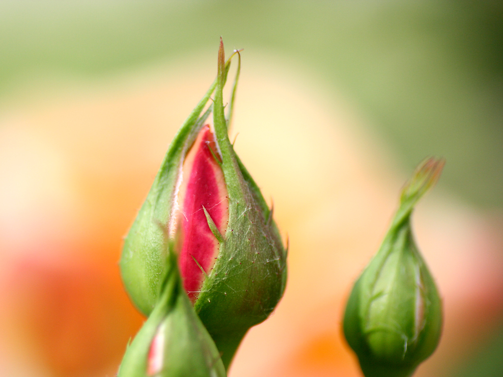 Wallpapers Nature Flowers bouton de rose