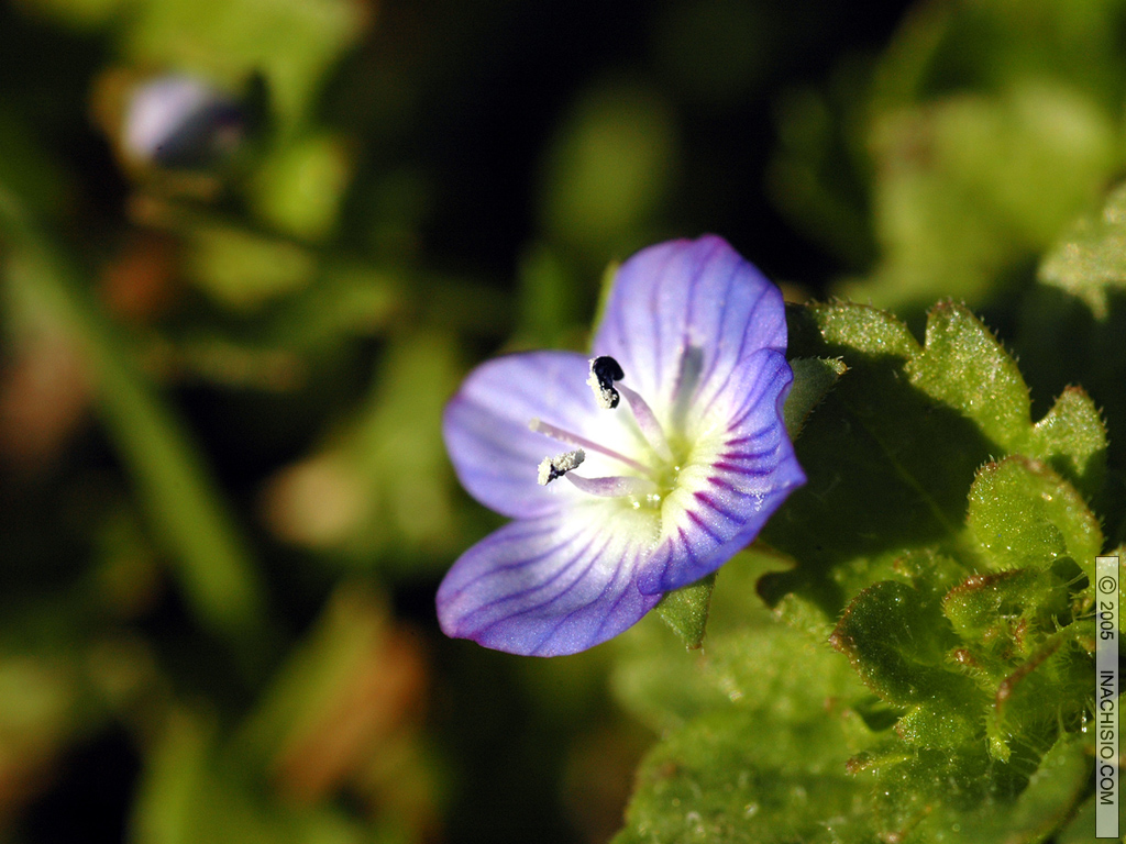 Fonds d'cran Nature Fleurs Miosotis