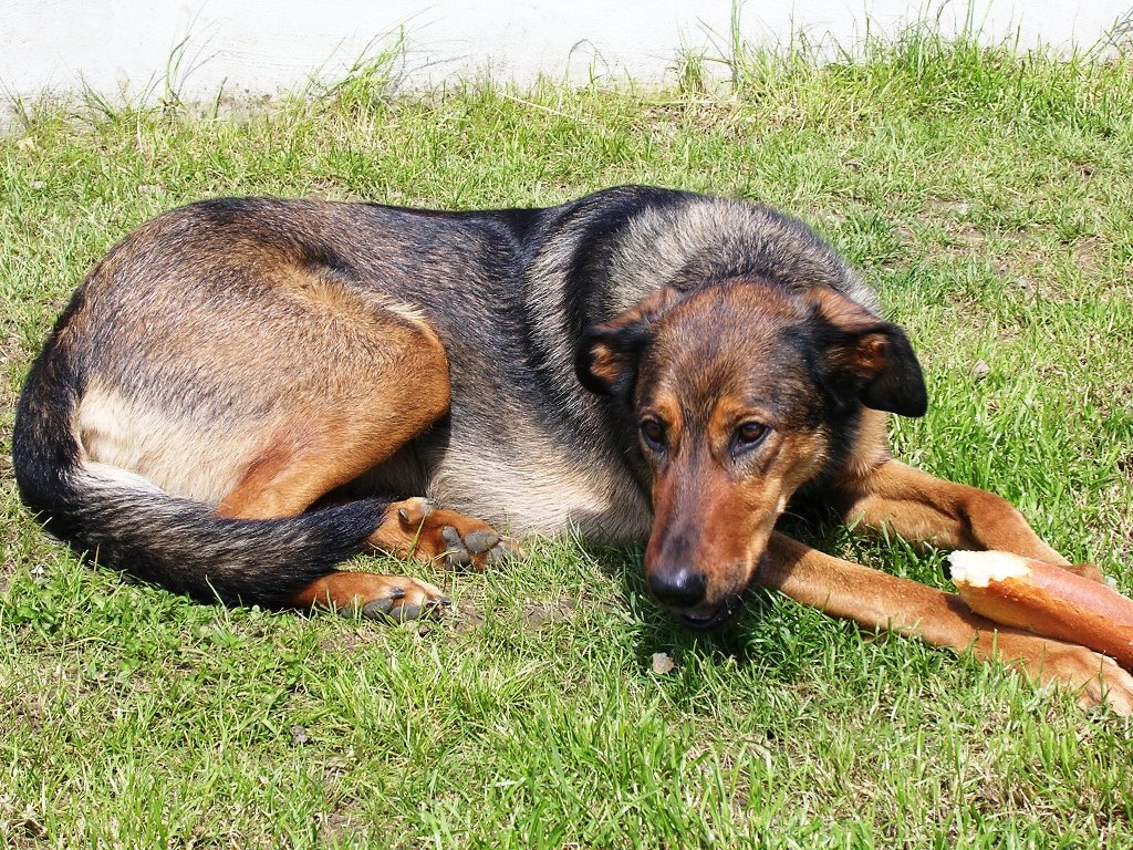 Fonds d'cran Animaux Chiens ONIE