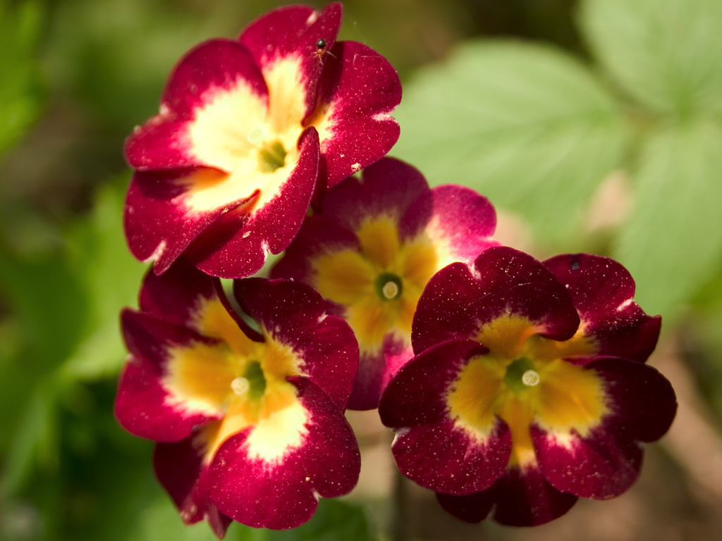 Fonds d'cran Nature Fleurs 