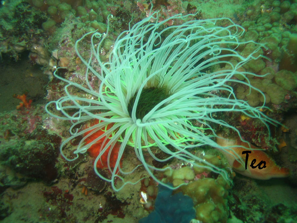 Fonds d'cran Animaux Vie marine - Poissons flore Mediteranee