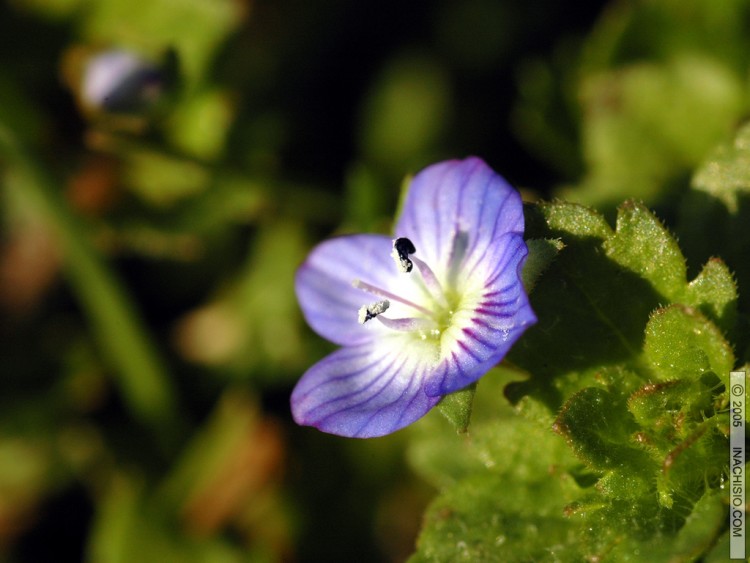 Wallpapers Nature Flowers Miosotis