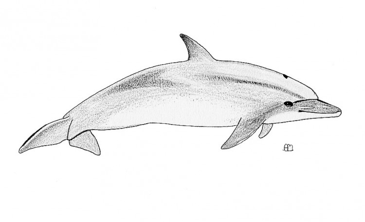 Wallpapers Art - Pencil Animals - Aquatic mammals Dauphin