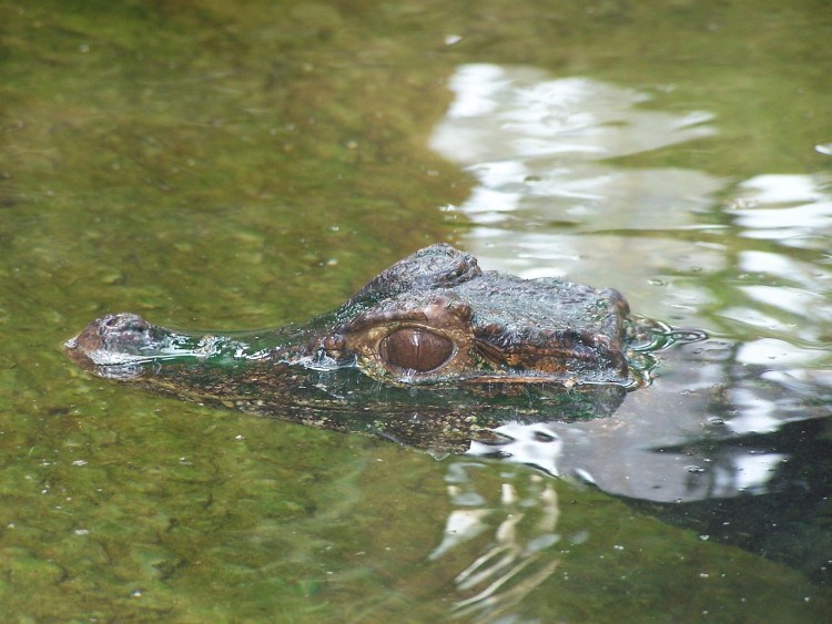 Fonds d'cran Animaux Crocodiles - Alligators - Camans Le Crocodile de Paradisio