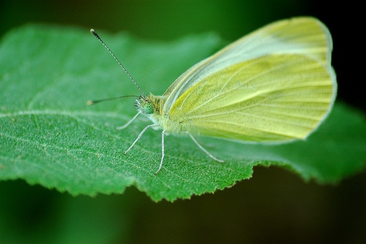 Wallpapers Animals Insects - Butterflies Il me vois, ou il ne me voit pas ?