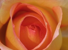 Wallpapers Nature coeur de rose orange