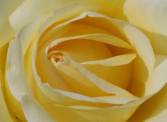 Wallpapers Nature coeur de rose jaune