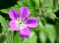 Wallpapers Nature belle fleur mauve