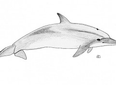 Wallpapers Art - Pencil Dauphin