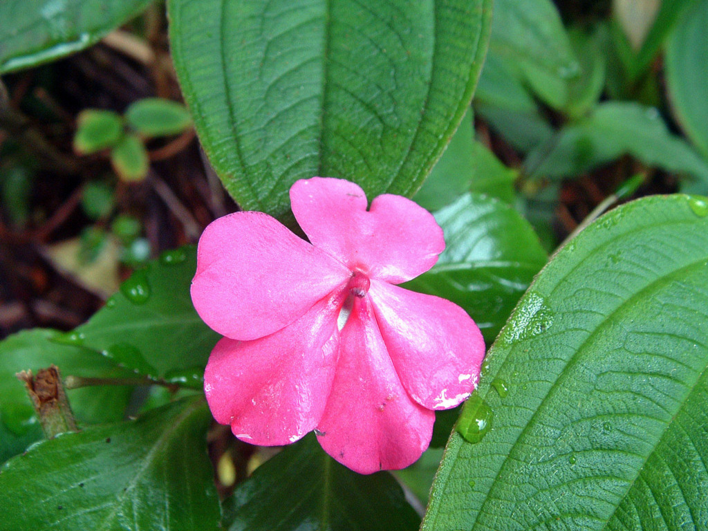 Fonds d'cran Nature Fleurs Ile de la Runion