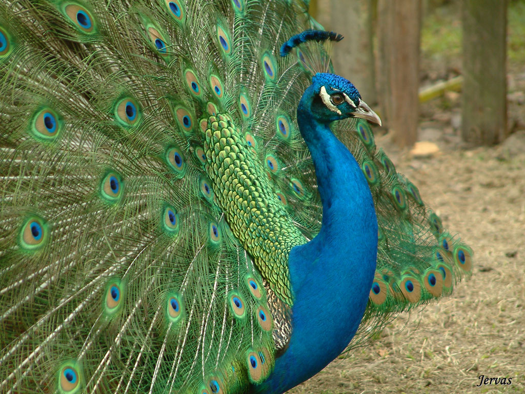 Fonds d'cran Animaux Oiseaux - Paons Le plus bel oiseau du monde ...