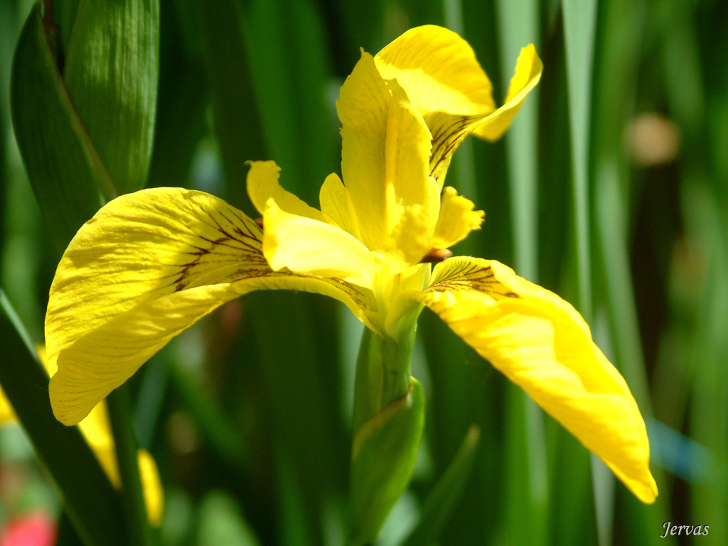 Wallpapers Nature Flowers Iris jaune