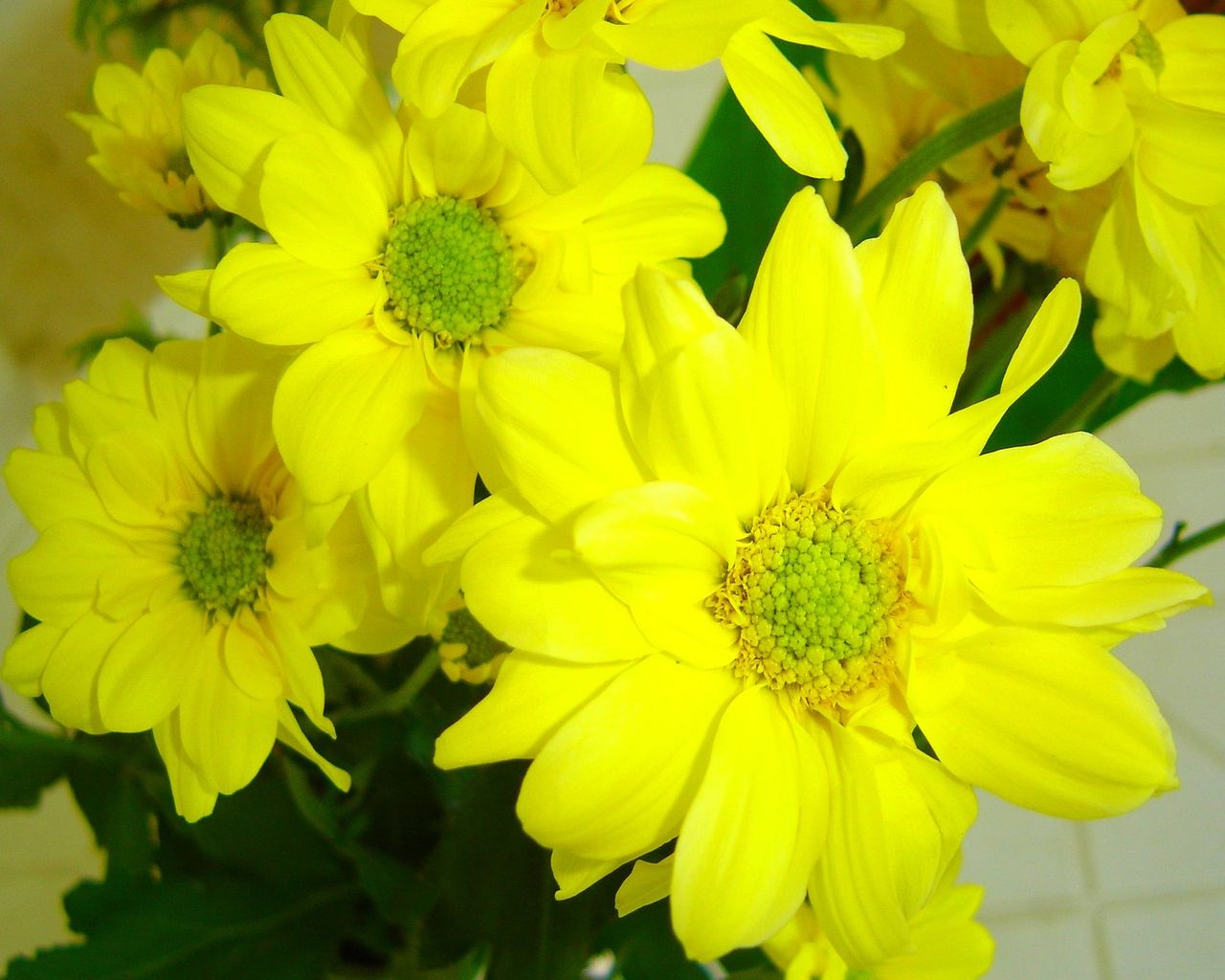 Wallpapers Nature Flowers Fleurs jaunes de Guyane