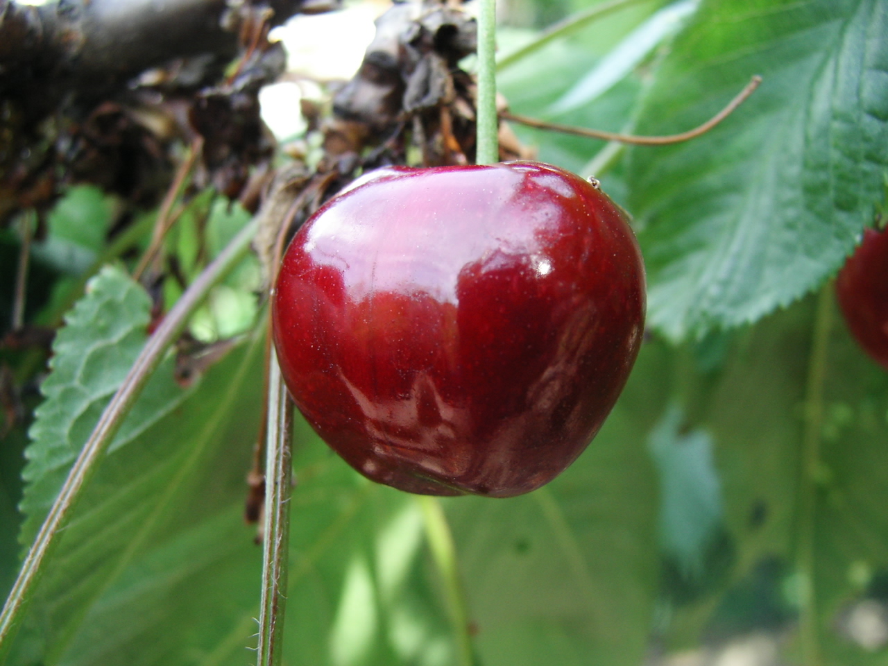 Fonds d'cran Nature Fruits le temps des cerises!