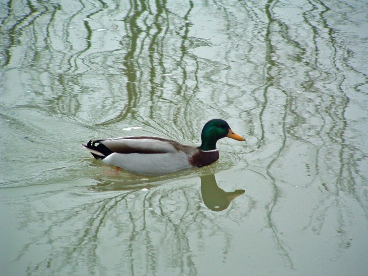 Wallpapers Animals Birds - Ducks Droit devant...