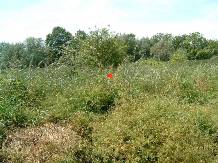 Fonds d'cran Nature Fleurs cocolicot le solitaire